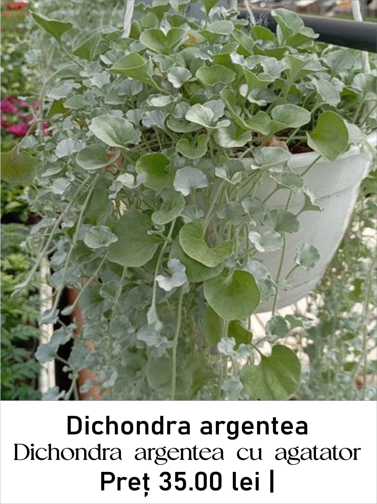 magazin Dichondra_argentea_cu agatator servicii publice iasi